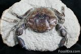 Fossil Crab Pulalius - Washington State #7319-1